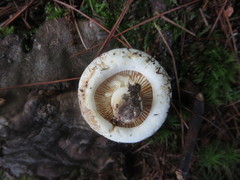 Lactifluus subvellereus