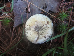 Lactifluus subvellereus