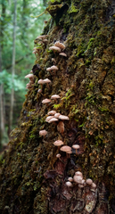 Micromphale arbuticola