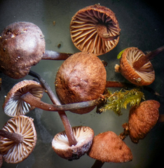 Micromphale arbuticola