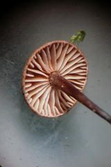 Micromphale arbuticola