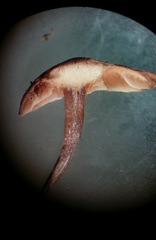 Micromphale arbuticola