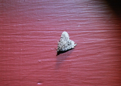 Aglossa pinguinalis