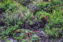 Pitcairnia karwinskyana