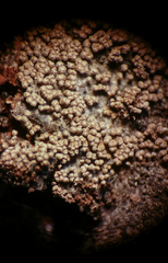 Merismodes