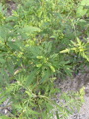 Ambrosia artemisiifolia