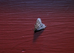 Aglossa pinguinalis