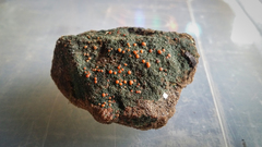 Fuscopannaria coralloidea