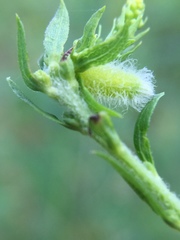 Rhopalomyia anthophila
