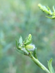 Rhopalomyia anthophila