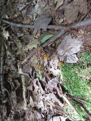 Hypomyces leotiicola