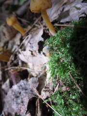 Hypomyces leotiicola