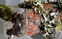 Ramboldia gowardiana