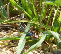 Thamnophis sirtalis tetrataenia