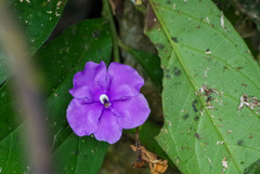 Brunfelsia grandiflora