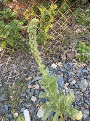 Verbascum thapsus