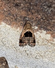 Tripudia rectangula
