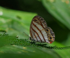 Euptychia