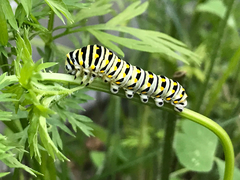 Papilio polyxenes