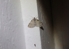 Lobophora nivigerata