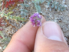 Astragalus didymocarpus
