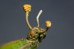 Ophiocordyceps dipterigena