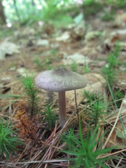 Entoloma violaceum