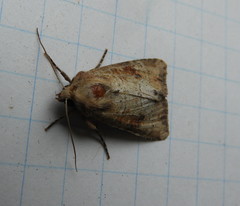 Apamea alia