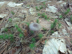 Entoloma violaceum