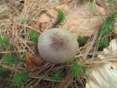 Entoloma violaceum