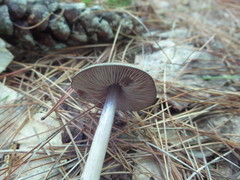 Entoloma violaceum
