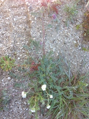 Astragalus didymocarpus