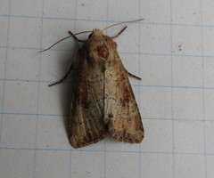 Apamea alia