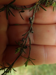 Kunzea serotina