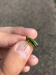 Conocephalus nigropleurum