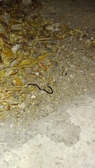 Indotyphlops braminus
