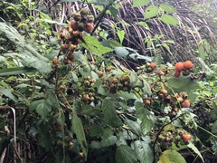 Rubus parviaraliifolius