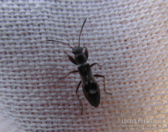 Pseudoparomius slateri