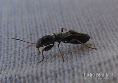 Pseudoparomius slateri