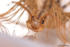 Scutigera coleoptrata