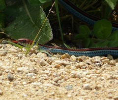 Thamnophis sirtalis tetrataenia