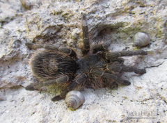 Grammostola vachoni