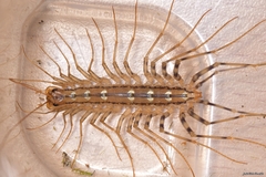 Scutigera coleoptrata