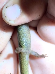 Desmognathus planiceps
