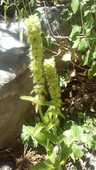 Stachys stebbinsii