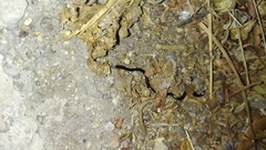 Indotyphlops braminus