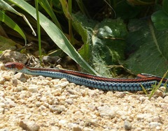 Thamnophis sirtalis tetrataenia