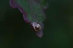 Psyllobora confluens