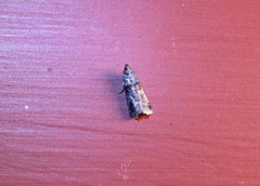 Acrobasis caryae