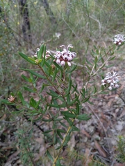 Grevillea sphacelata
